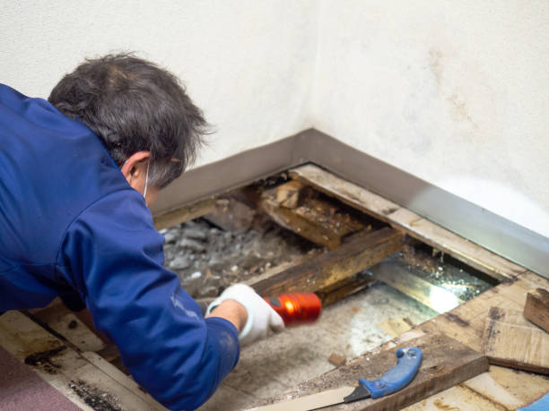 Best Crawl Space Mold Removal  in Crab Orchard, WV