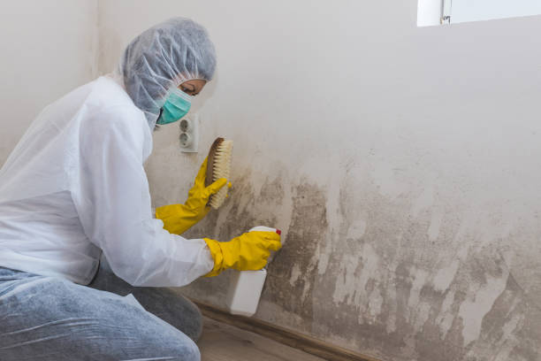 Best Affordable Mold Removal  in Crab Orchard, WV