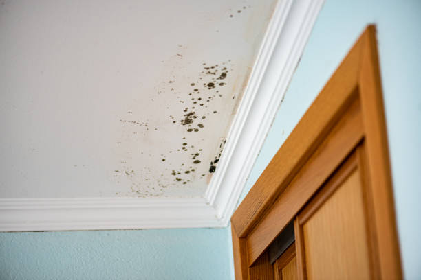 Best Mold Remediation Services  in Crab Orchard, WV