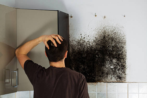 Best Crawl Space Mold Removal  in Crab Orchard, WV