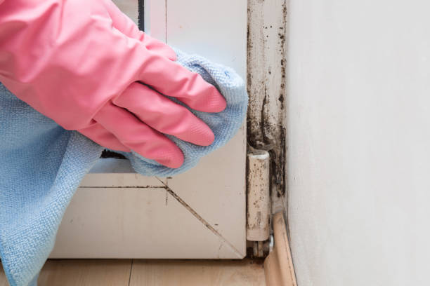 Best Black Mold Removal  in Crab Orchard, WV