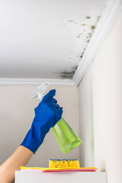 Best Office Mold Removal Services  in Crab Orchard, WV